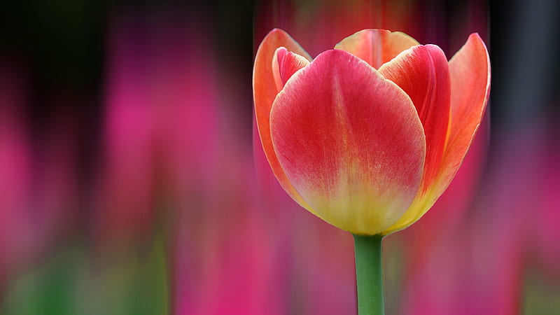 red tulip blur, bokeh, tulips, HD wallpaper