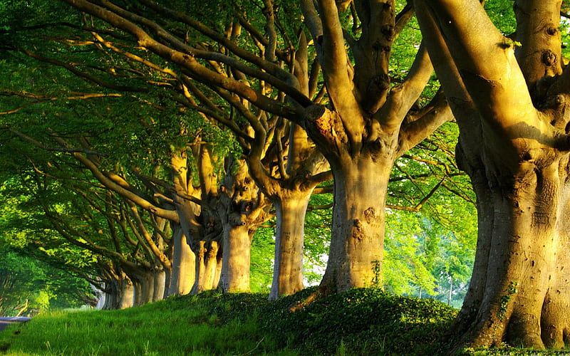 summer trees-Summer landscape, HD wallpaper