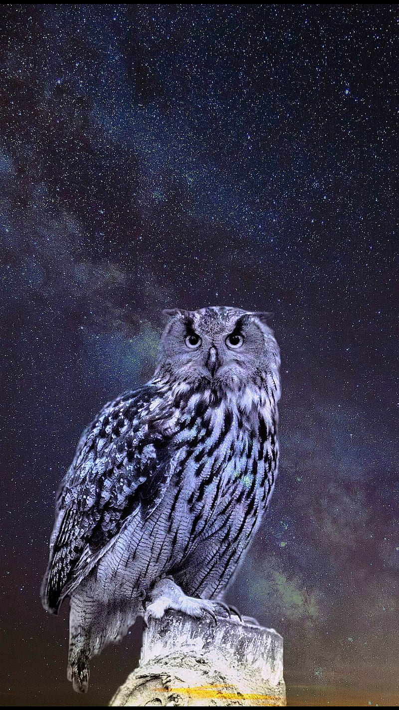 Owl, animal, bird, eyes, stars, HD phone wallpaper | Peakpx