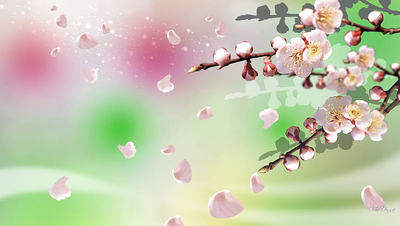Spring Petals, fragrant, Sakura, flowers, spring, petals, sky, apple blossoms, cherry blossoms, HD wallpaper