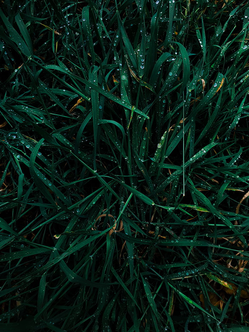 grass, drops, dew, macro, plant, HD phone wallpaper