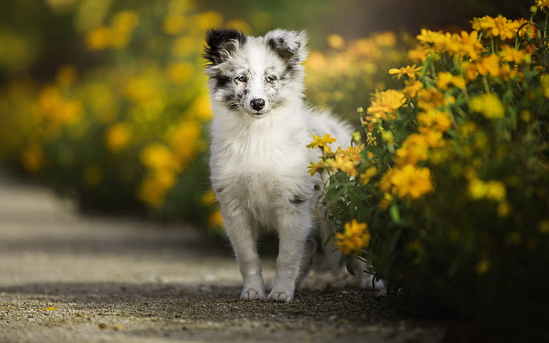 white small puppy, Australian Shepherd Dog, Aussie, cute dogs, pets, small shepherd dog, HD wallpaper