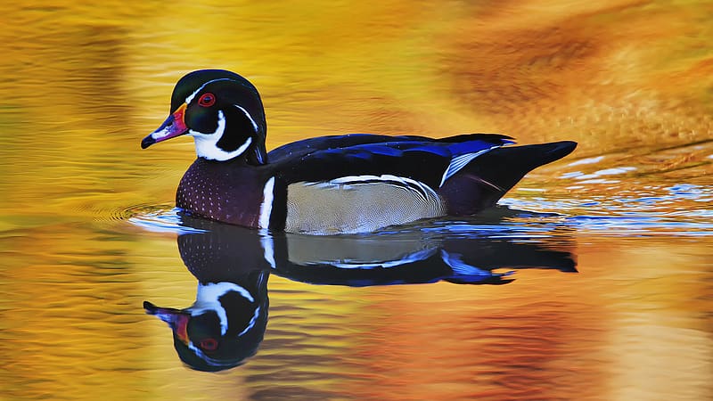 Birds, Reflection, Bird, Animal, Duck, Wood Duck, HD wallpaper