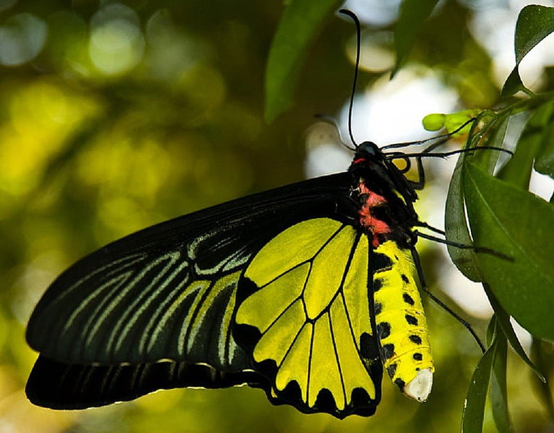 MALE GOLDEN BIRDWING BUTTERFLY, pretty, insect, bonito, butterfly, HD wallpaper