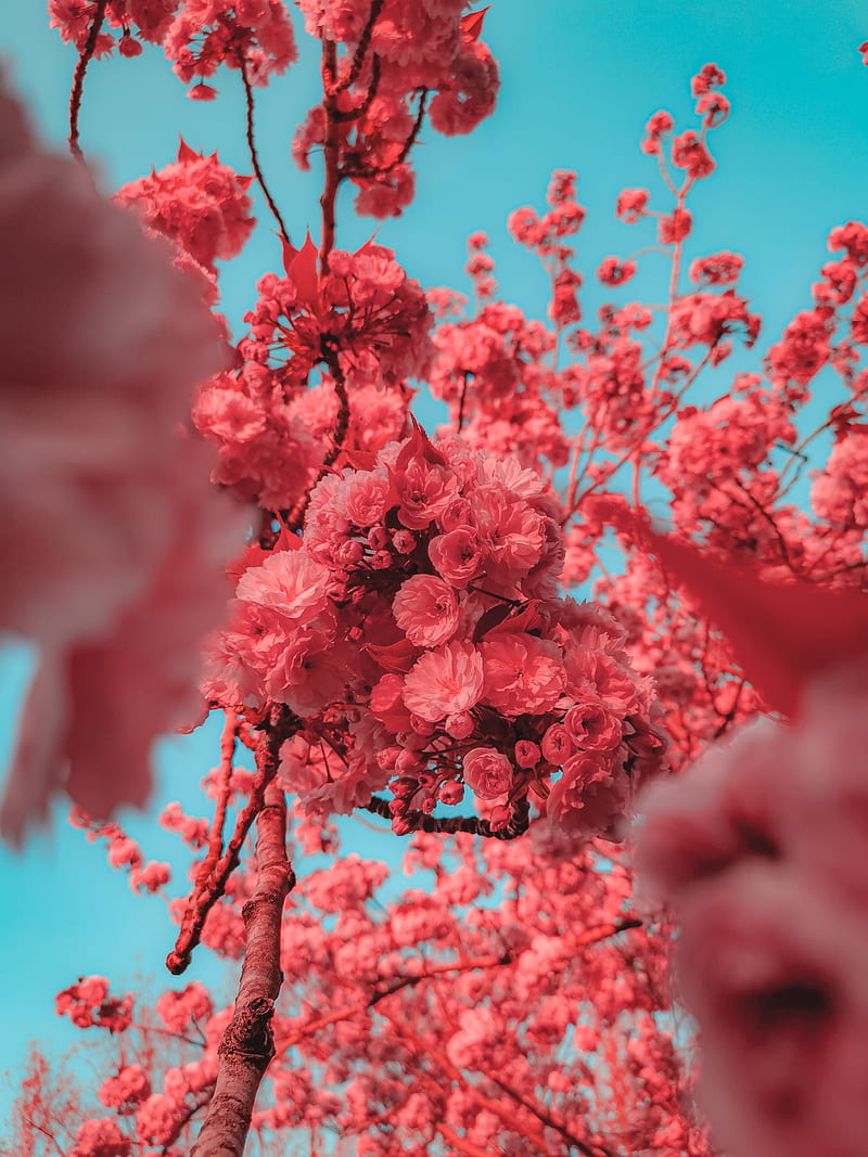 Pink spring, blue, flowers, frost, nature, rose, sky, sun, tree, HD phone wallpaper