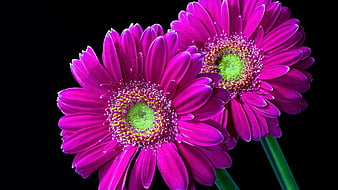 Beautiful Gerberas, gerbera, flowers, petals, bloom, HD wallpaper | Peakpx