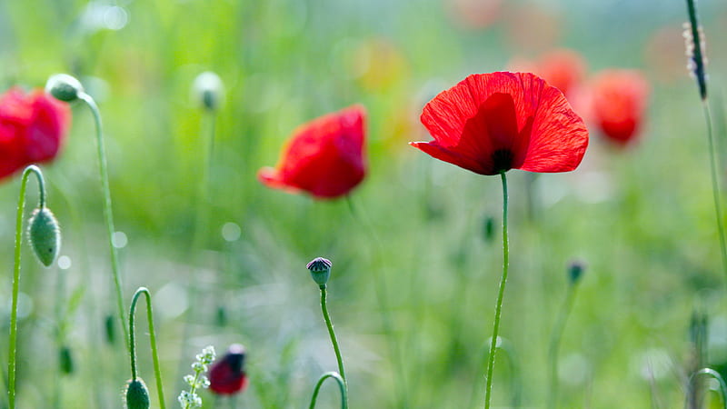 Wild Red, red, bonito, wild, poppies, HD wallpaper