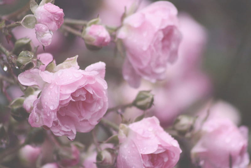 Purple Roses, beauty, flowers, drops, roses, HD wallpaper | Peakpx