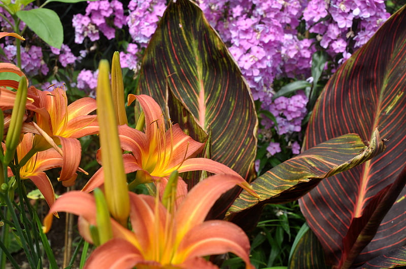Day Lilies and Canna Tropicana Foliage and Flowers - English Garden, britain, plant, day lilies, tropicals, foliage, leaves, english, hardy, flowers, pink, british, england, uk, canna, phlox, united kingdom, plants, flower, gardens, garden, alpha, tropical, HD wallpaper