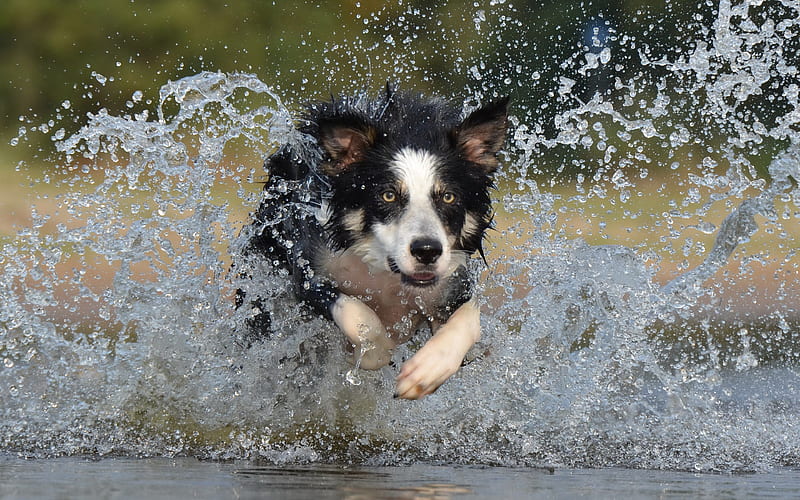 Border Collie white black dog, running dog, water splashes, dog breeds, HD wallpaper