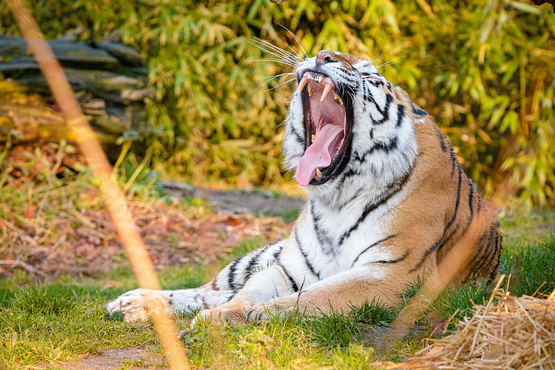 tiger, fangs, jaws, stripes, HD wallpaper