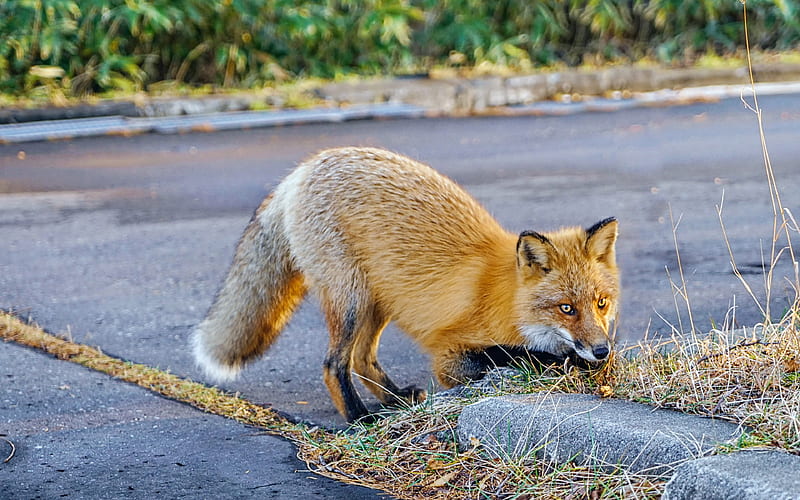 Hokkaido wild fox 2019 High Quality, HD wallpaper
