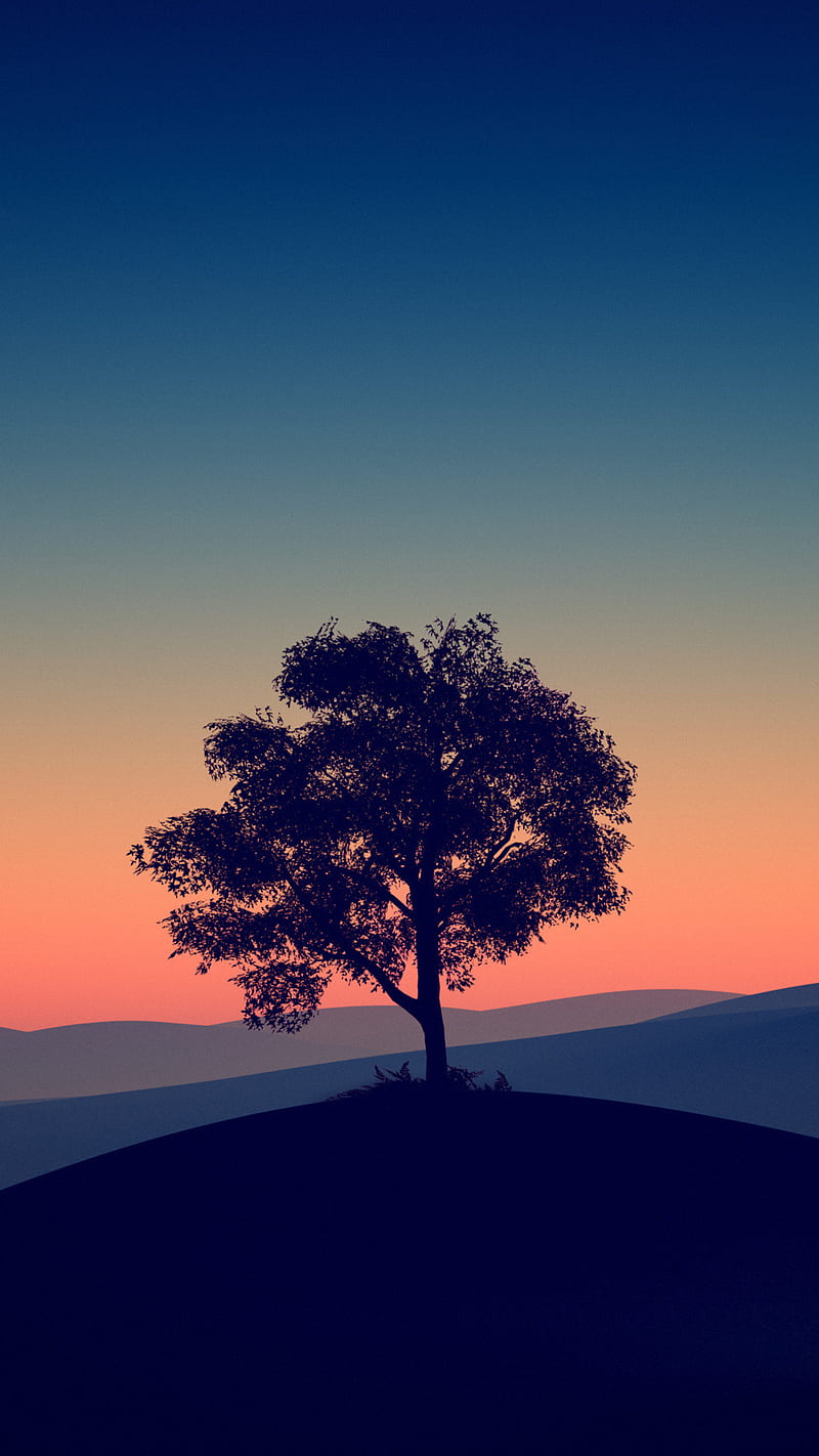 Tree alone , dark, evening, HD phone wallpaper