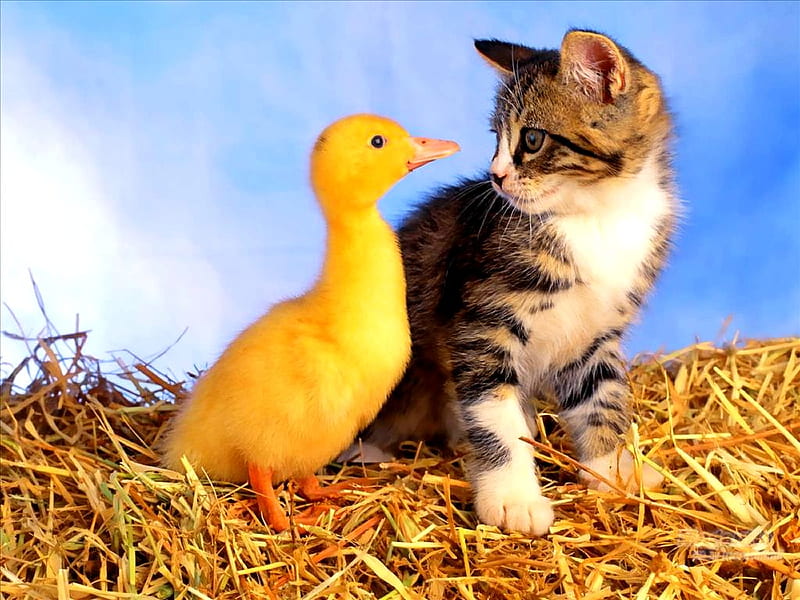 Kitty and ducky, duck, kitty, cat, kitten, ducky, animals, animal, HD wallpaper