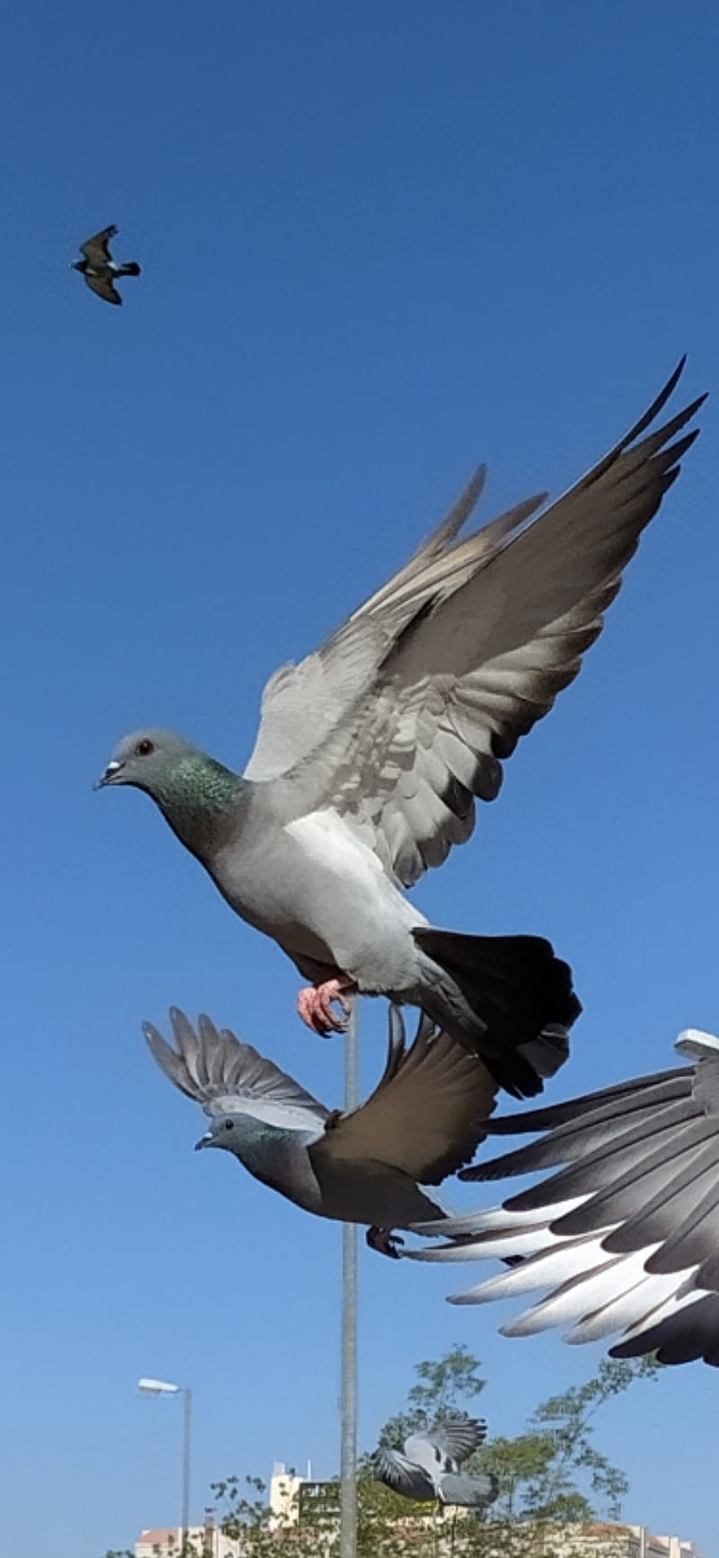 Bird, birds, dove, pigeon, HD phone wallpaper
