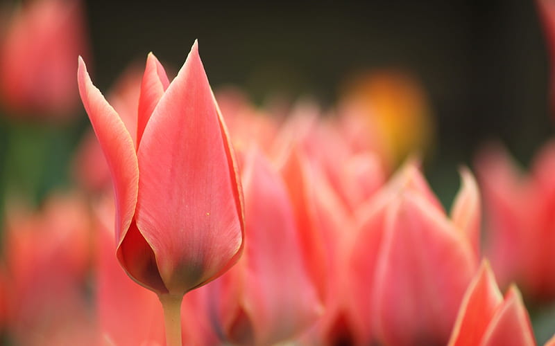 tulips flowers blur macro-Plants, HD wallpaper