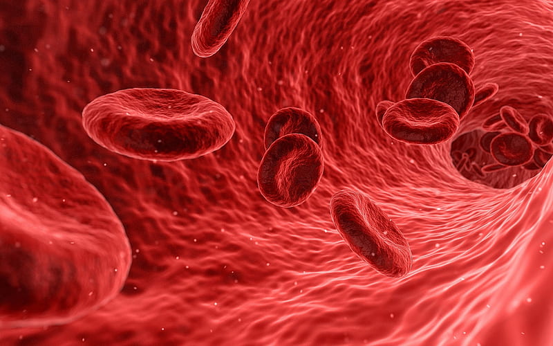 blood concepts, red blood cells, erythrocytes, science, biology, red cells, red blood corpuscles, erythroid cells, blood structure, HD wallpaper
