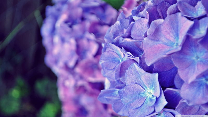 Naturaleza, color, hortensia, encantadora, púrpura, Fondo de pantalla HD |  Peakpx