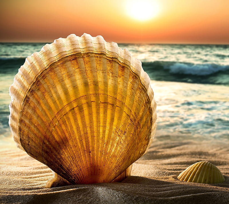 Seashells, beach, nature, HD wallpaper | Peakpx