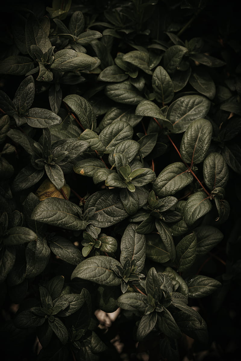 green and black leaves plant, HD phone wallpaper