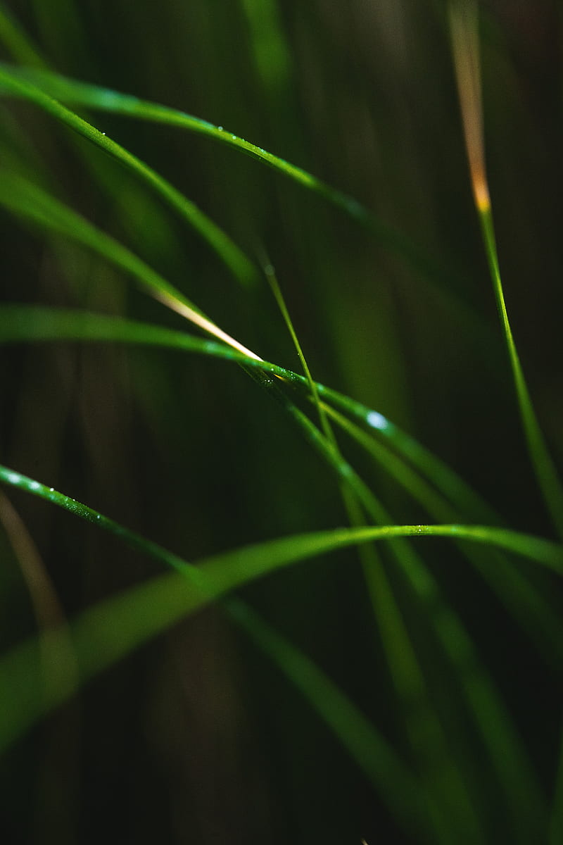 grass, macro, leaves, focus, blur, HD phone wallpaper