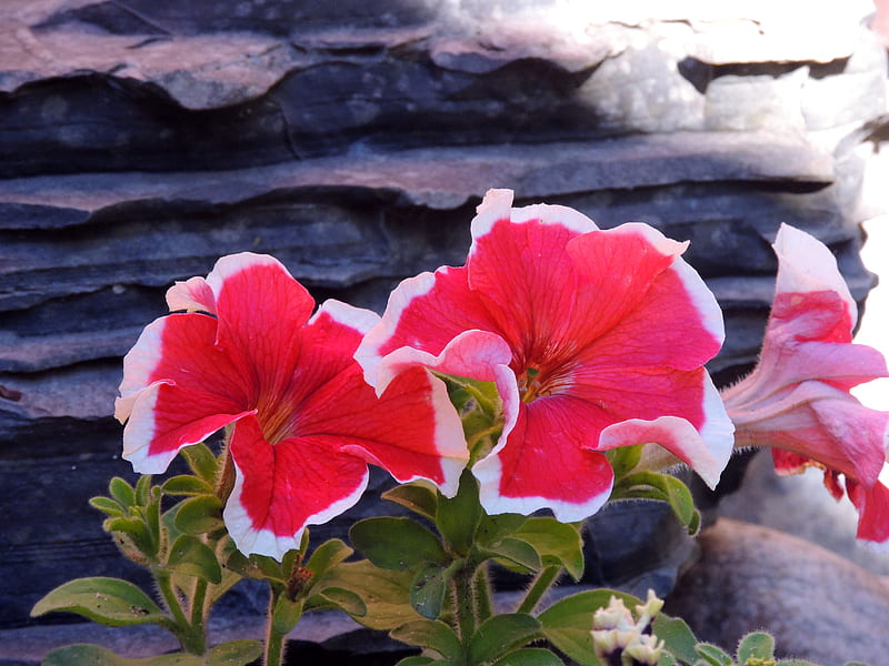 Pretty Petunia's, Red, Petunias, White, Spring, graphy, Flowers, Nature, HD wallpaper