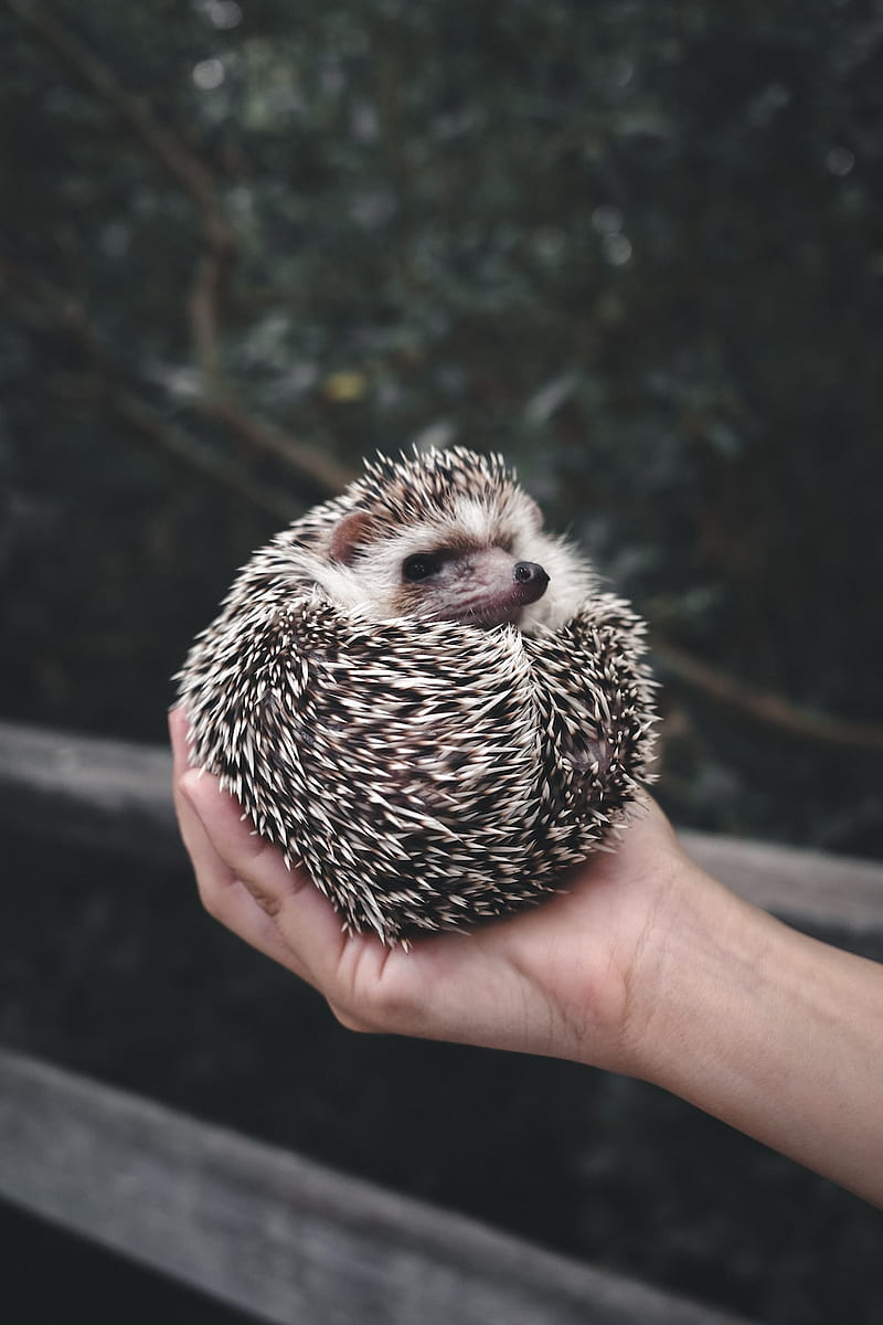 Hedgehog, Cute Porcupine, HD phone wallpaper