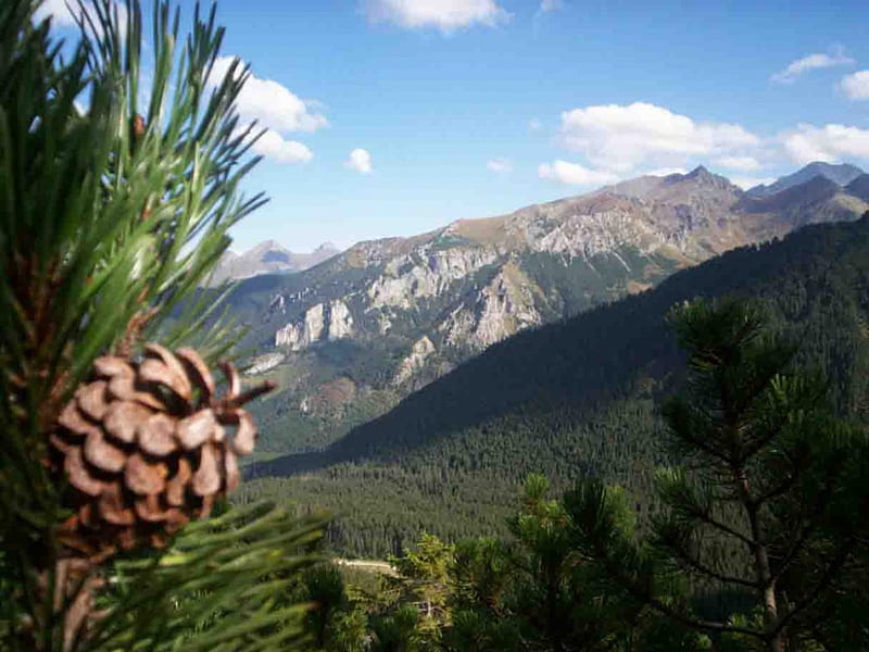 panorama of mountains, conifers, forest, rocks, cloud, mountain halls, view, pine cone, sky, panorama, mountain, green, pine, landscape, HD wallpaper