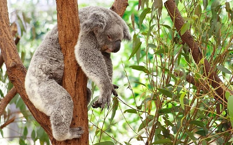 I am done for the day, tree, eucalyptus, grey coat, koala, branches, sleeping, HD wallpaper