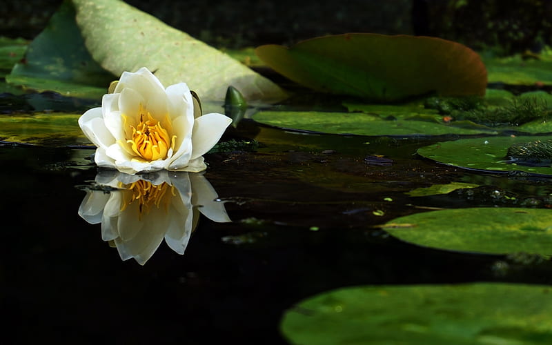 Nature Flower Pond Blossom White Lotus, HD wallpaper