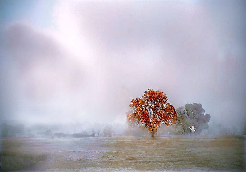 Autumn in the fog, cloudy, orange, autumn tree, trees, field, fog, HD wallpaper