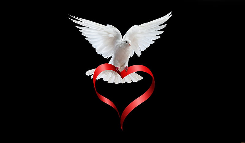 Pigeon Love Story, pigeon, love, birds, HD wallpaper