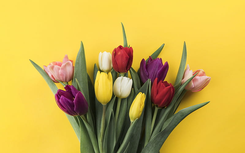 tulips, flowers on a yellow background, colorful tulips, spring, beautiful bouquet of tulips, HD wallpaper
