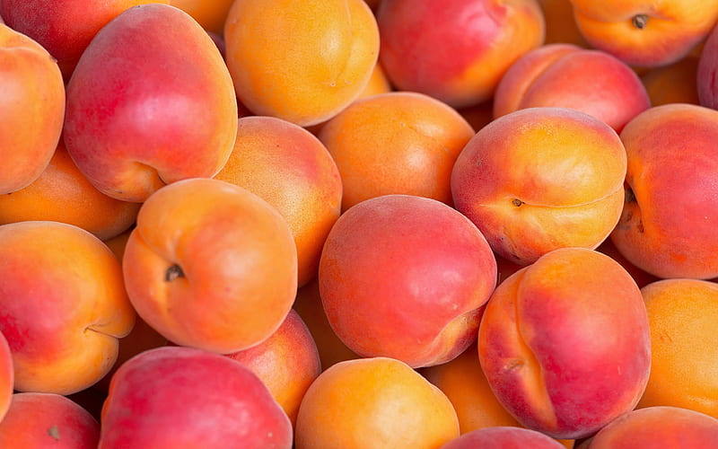 apricots fruits, close-up, ripe apricots, macro, apricots textures, HD wallpaper