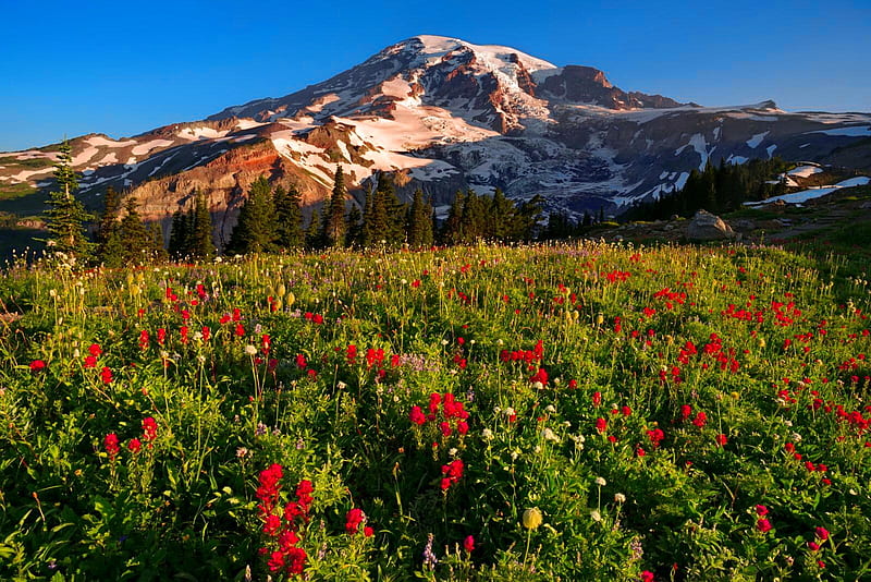 Mountain wildflowers, mountain, wildflowers, summer, sky, field, meadow ...