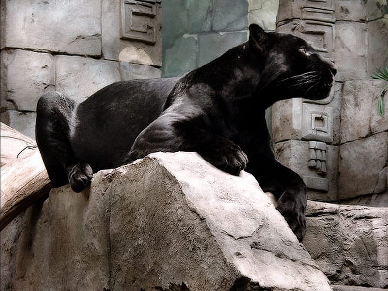 Temple Cat, feline, stone, carving, black, ruins, cat, panther, HD wallpaper
