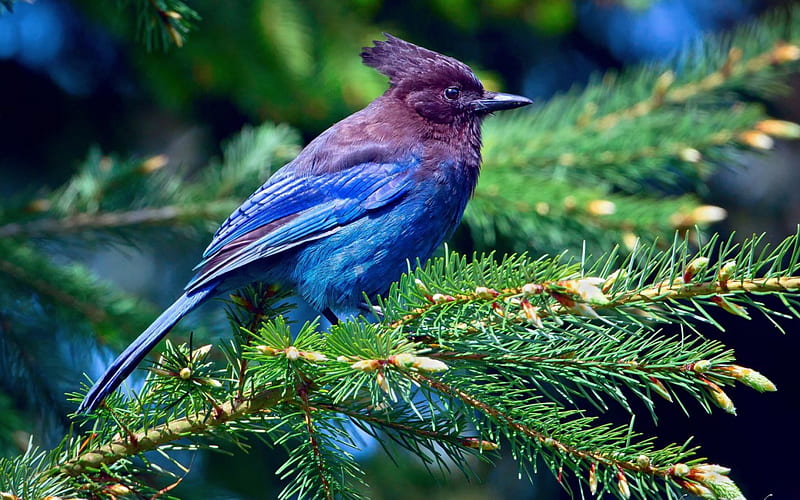 Beautiful bird, tree, needles, green, purple, bird, fir, jay, chubatov, blue, HD wallpaper