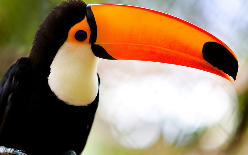 Toucans Long Beak, toucans, birds, forest, HD wallpaper