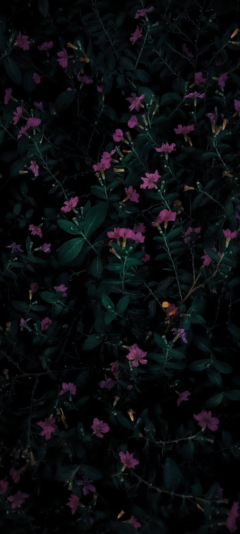 Dark Flowers 4K Phone Wallpaper