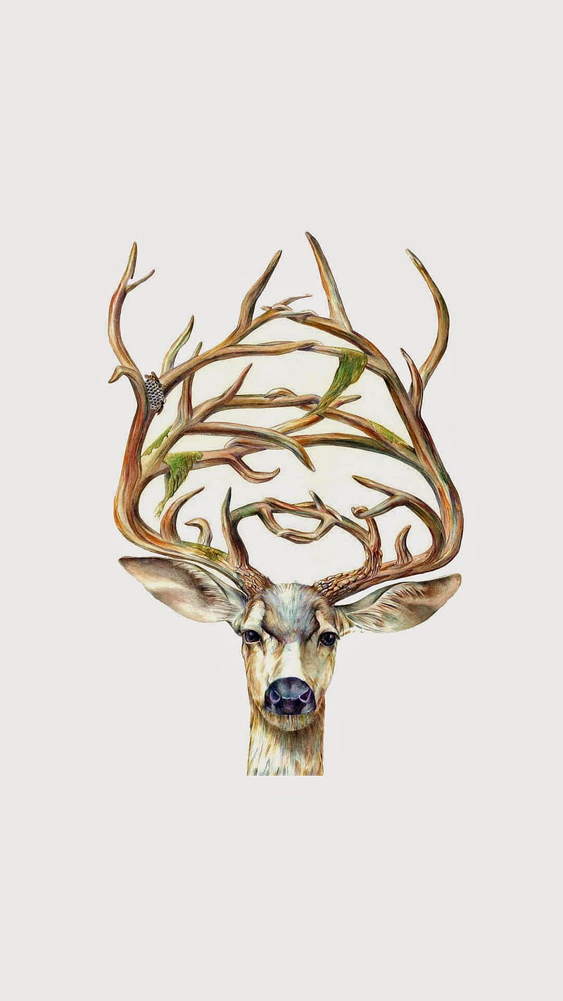 Buck, deer, nice rack, HD phone wallpaper