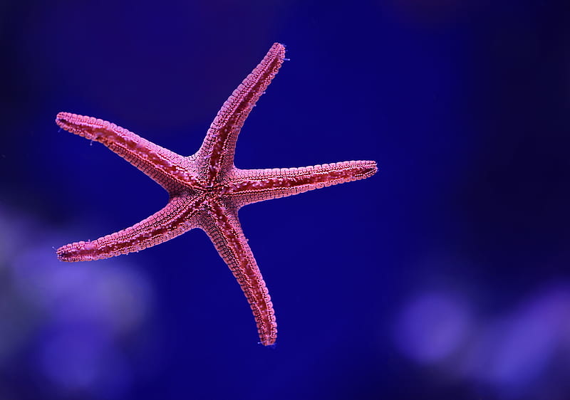 macro shot graphy of starfish, HD wallpaper