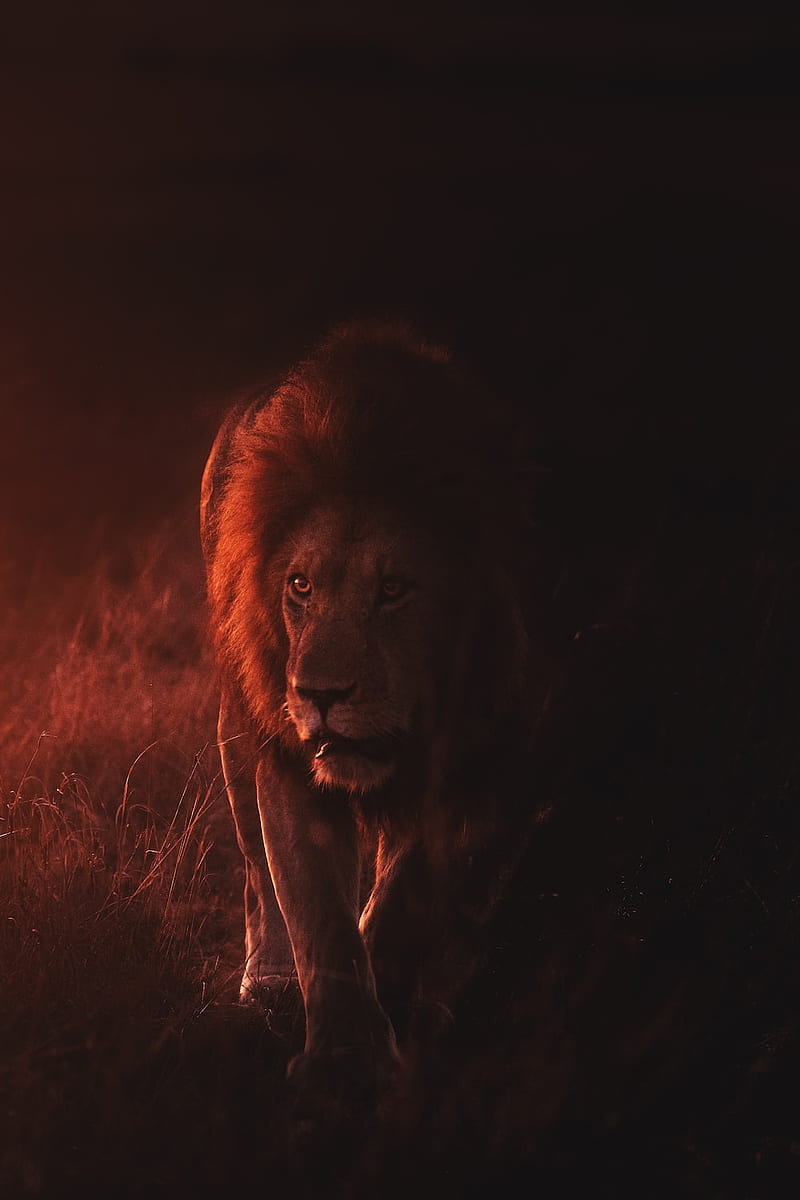 Lion King, Danger Lion, HD phone wallpaper