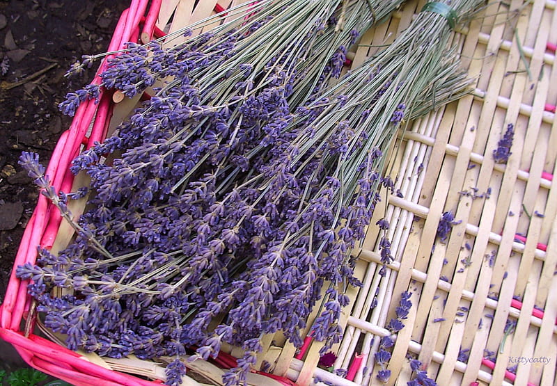 Lavender , basket, herbs, summer, flowers, garden, nature, lavender, HD wallpaper
