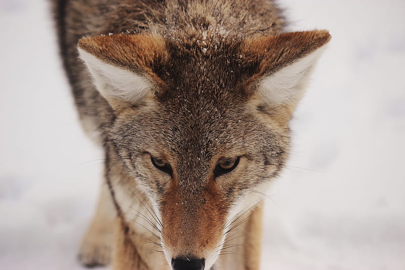 coyote, snow, glance, predator, wildlife, HD wallpaper