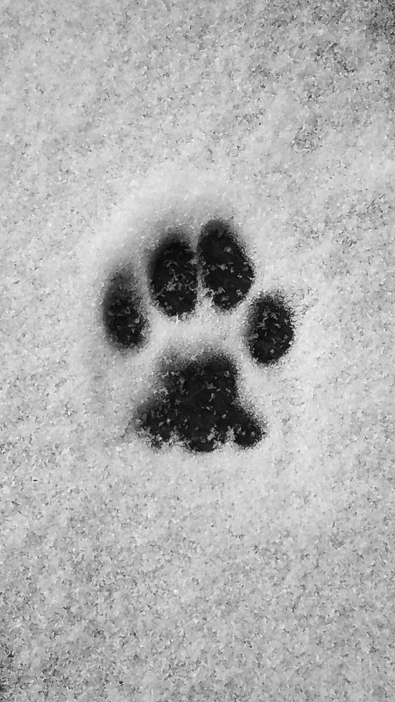 Cat Paw in Snow, animal, christmas, footprints, love, new year, pet, tracks, winter, HD phone wallpaper