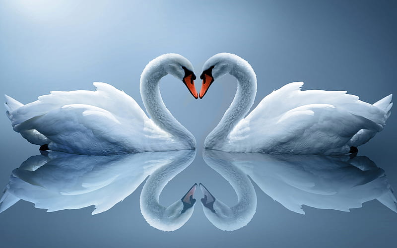 White swans, beautiful birds, white birds, pair of swans, HD wallpaper