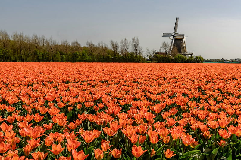 Holland Tulips, flowers, windmill, tulips, holland, HD wallpaper