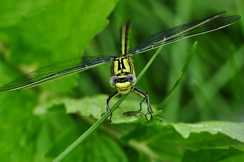 green dragonfly, dragonfly, insect, grass, leaf, HD wallpaper