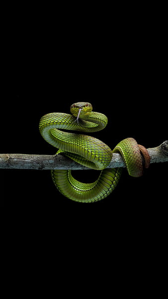 Snake Pictures  Download Free Images on Unsplash