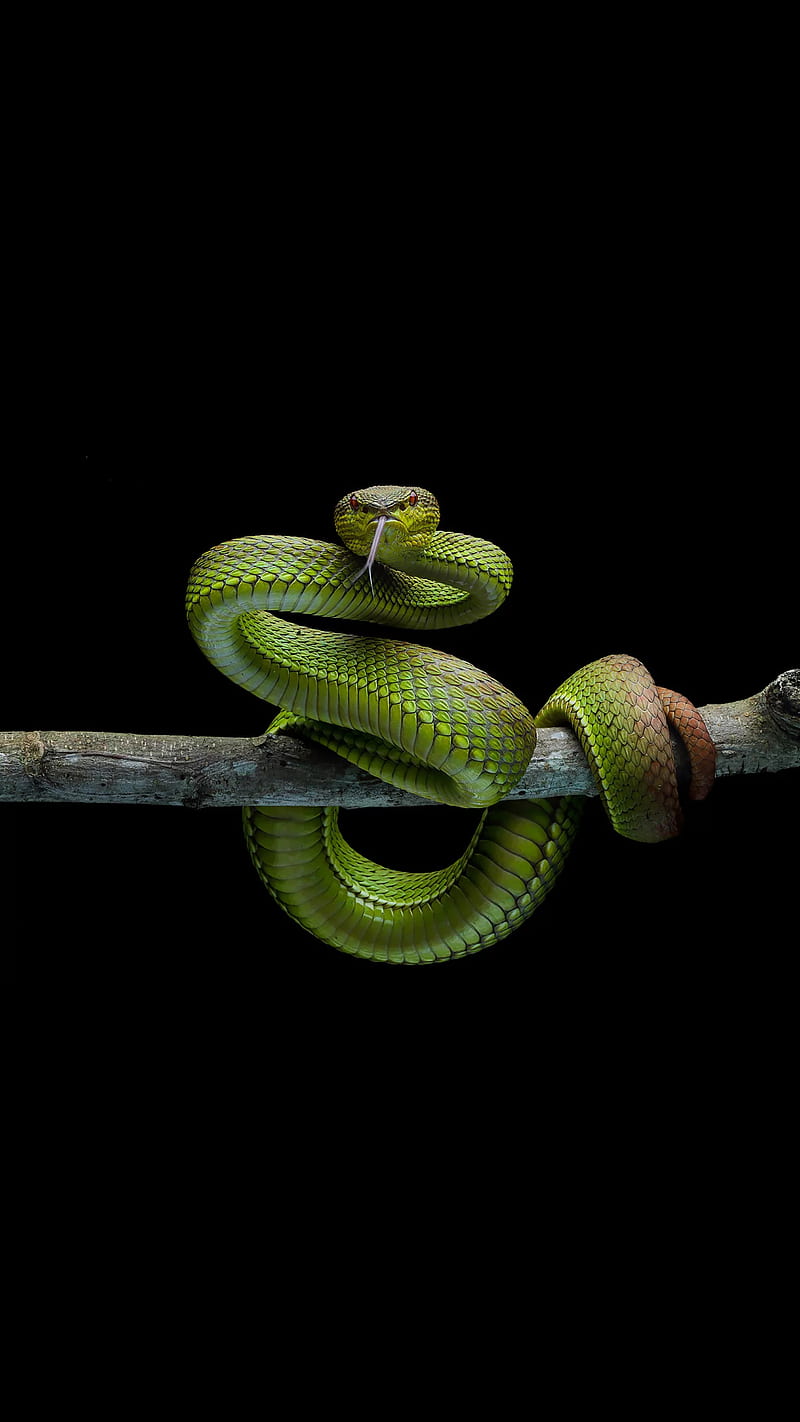 Green snake, snake, tongue, green, tree, branch, animal, HD phone wallpaper